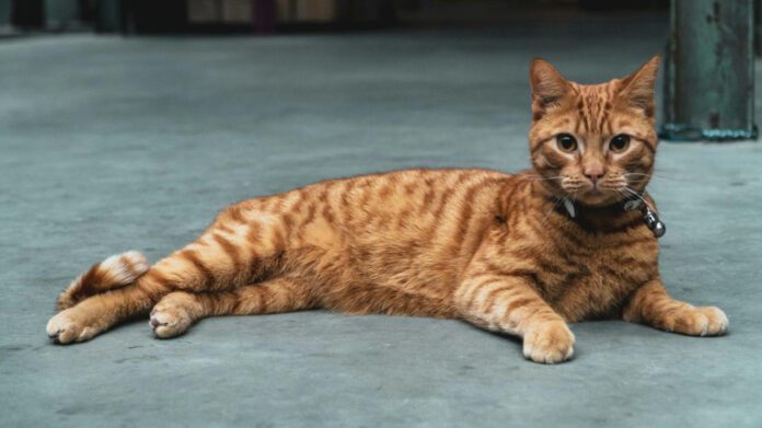 Kat Timpf: Height, Weight, and Biography