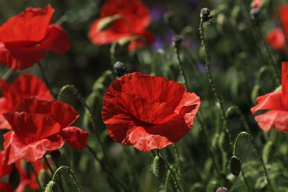 Jahzel Rojas: The Rising Star’s Journey