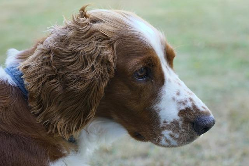 Welsh Springer Spaniel vs English Springer Spaniel: A Detailed Comparison