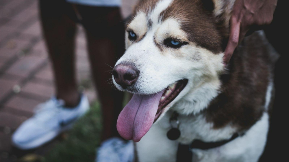 Exploring Canine Behavior: Do Dogs Really Smile