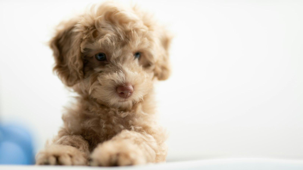 The Ultimate Guide to Puppy Nubz: What You Need to Know