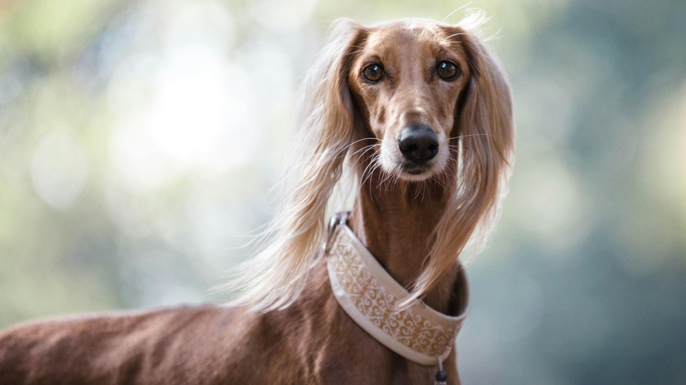 Effective Techniques for Teaching Your Dog to Walk on Leash