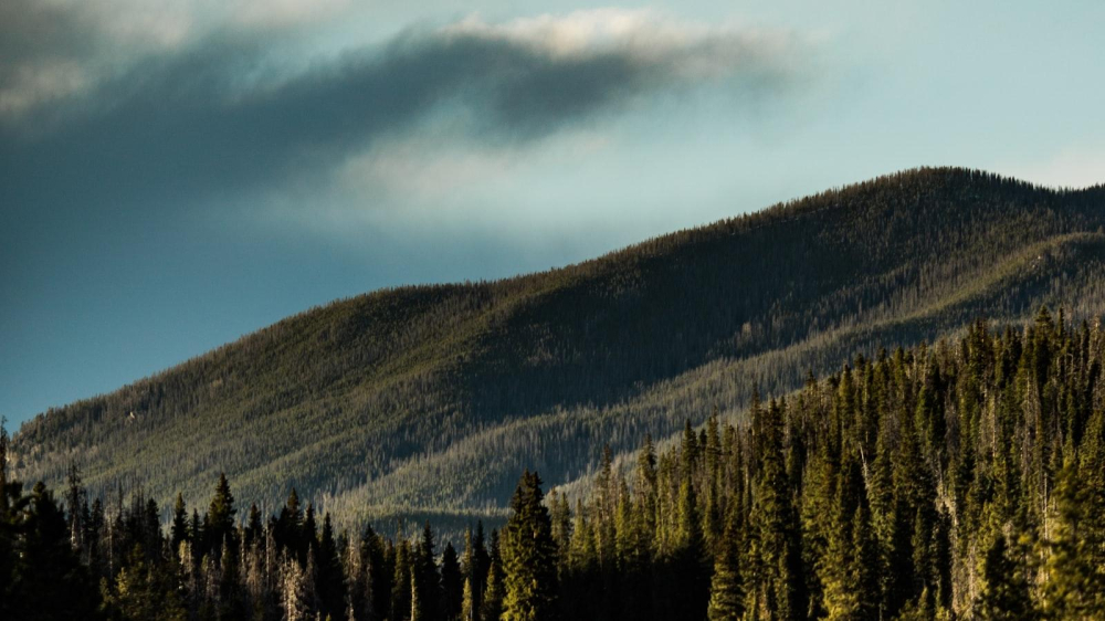 Stunning Mother of the Bride Dresses: The Perfect Choice for Your Special Day